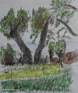 Olivenbäume zeichnen